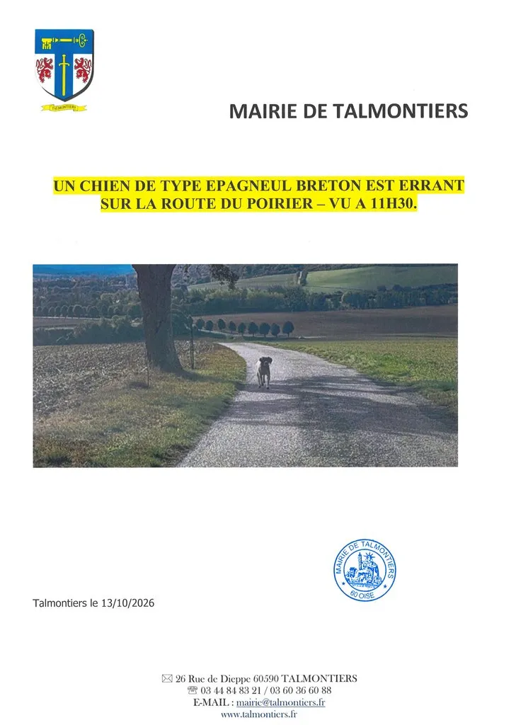 CHIEN TYPE EPAGNEUL BRETON EST ERRANT SUR LA ROUTE DU POIRIER A TALMONTIERS 